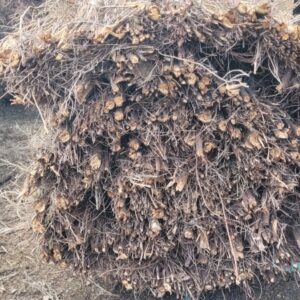 Brezo Nacional EXTRA