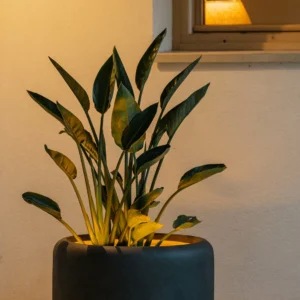 SET 3 - Maceta Cilindro Bajo Mantua